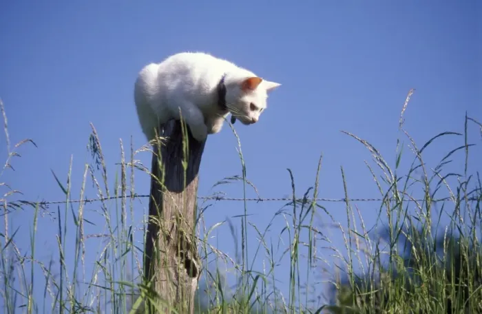 Framed Print : White Cat perched on post watching for mice