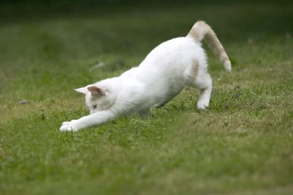 White Cat - pouncing