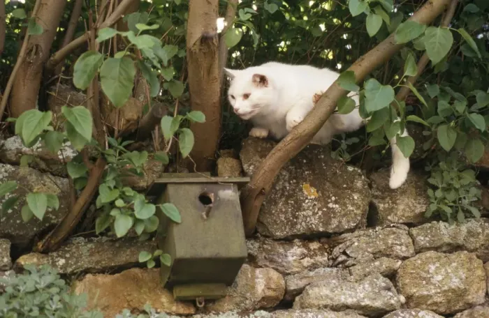 Framed Print : White Cat - raiding Bird box