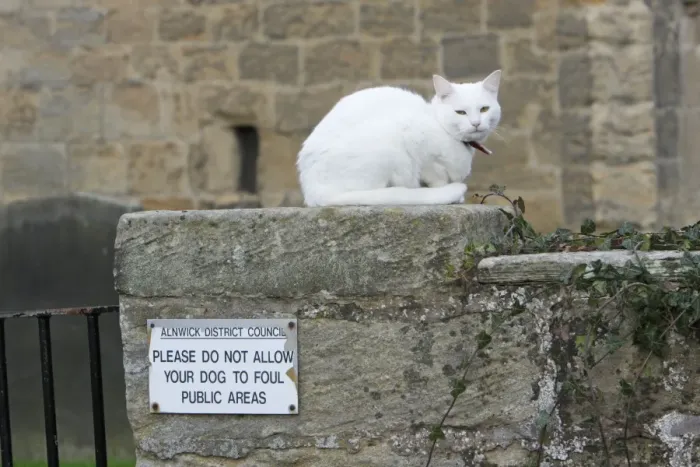 Framed Print : White Cat - sitting on churchyard wall, Northumberland, England Framed Print : White Cat - sitting on churchyard wall, Northumberland, England