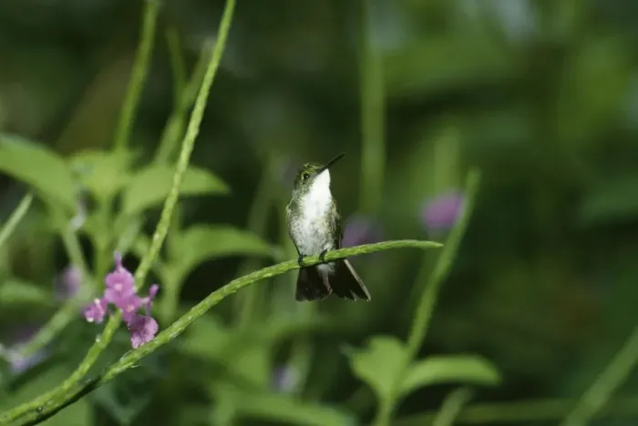 Framed Print : White-chested Emerald Hummingbird Framed Print : White-chested Emerald Hummingbird