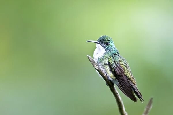 White-chested Emerald Hummingbird - Sitting on branch - Asa Wright Centre - Trinidad