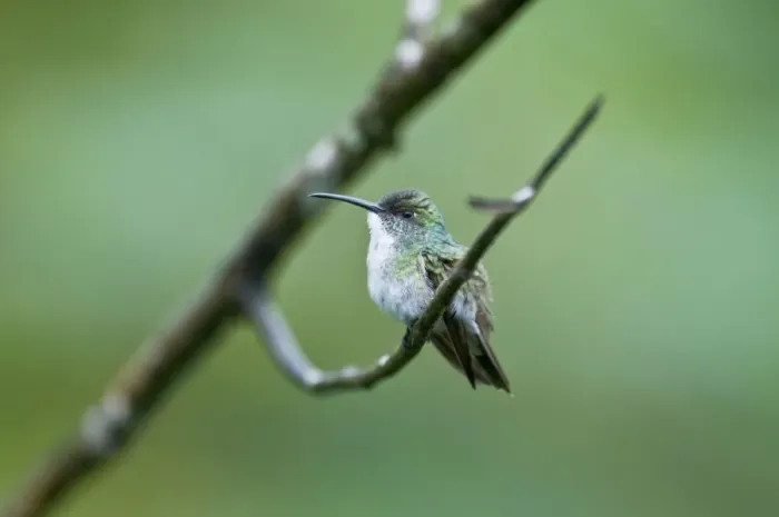 Framed Print : White-chested Emerald Hummingbird - Sitting on branch - Asa Wright Centre - Trinidad Framed Print : White-chested Emerald Hummingbird - Sitting on branch - Asa Wright Centre - Trinidad