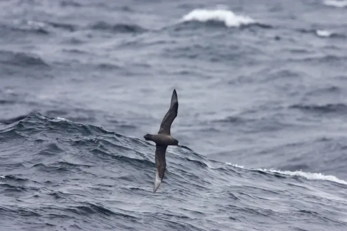 Framed Print : White-Chinned Petrel - In flight over sea Antarctic Ocean BI007525 Framed Print : White-Chinned Petrel - In flight over sea Antarctic Ocean BI007525