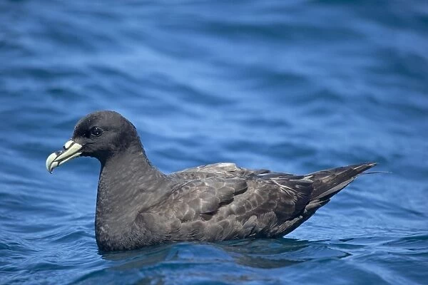 White-chinned Petrel - on sea - offshore from Kaikoura, South Island, New Zealand