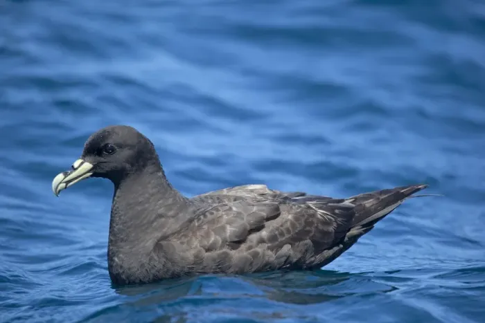 Framed Print : White-chinned Petrel - on sea - offshore from Kaikoura, South Island, New Zealand Framed Print : White-chinned Petrel - on sea - offshore from Kaikoura, South Island, New Zealand