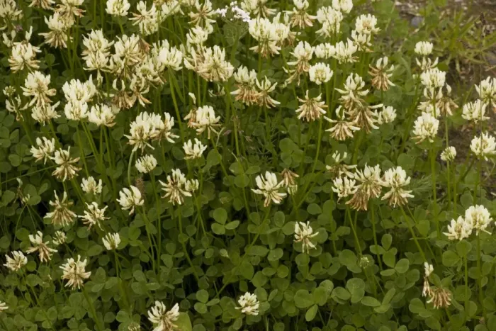 Framed Print : White clover (Trifolium repens) - wild plant and fodder crop Framed Print : White clover (Trifolium repens) - wild plant and fodder crop