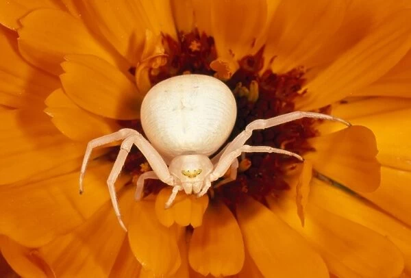 White Crab Spider - lying in wait for prey - UK