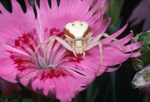 White Crab Spider - lying in wait for prey - UK