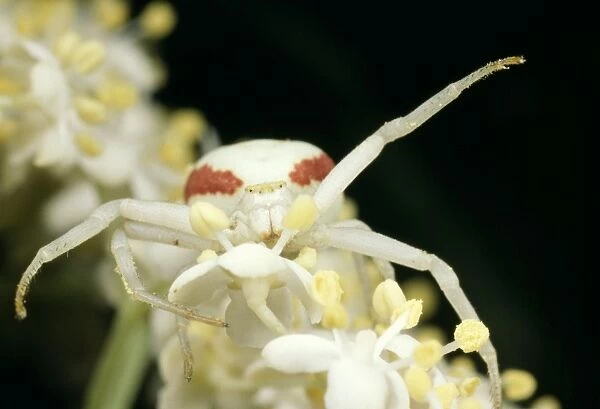 White Crab Spider - threat posture UK