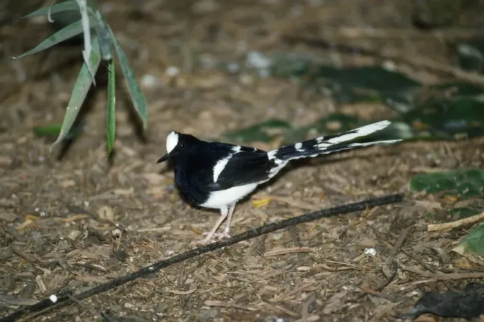 Framed Print : White-crowned Forktail Framed Print : White-crowned Forktail