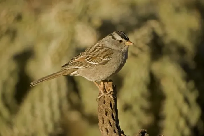 Framed Print : White-crowned Sparrow - Abundant in the West in thickets hedgerows or wood margins adjacent to fields or open areas - Mostly eats seeds. Arizona, USA