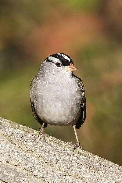White-crowned Sparrow - adult in October, CT, USA