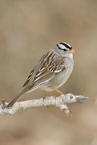 White-crowned Sparrow - adult in winter. New Mexico in February