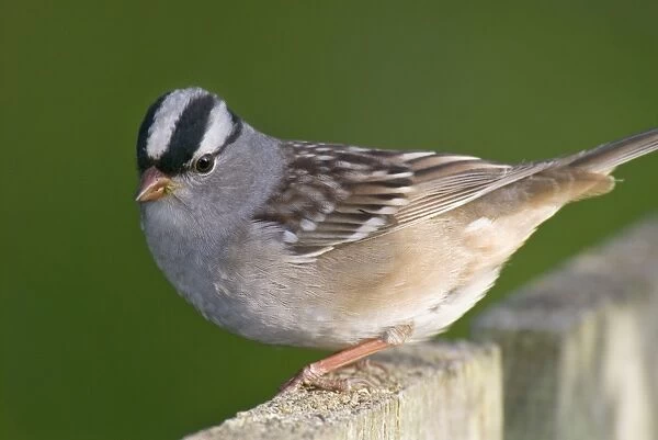 White-crowned Sparrow - on backyard fence. Ohio, USA. _A2A3197