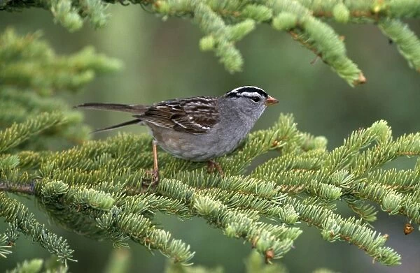 White Crowned Sparrow CK 2182 Zonotrichia leucophrys © Chris Knights  /  ARDEA LONDON