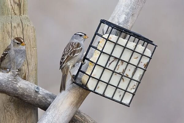 White-crowned Sparrow - eating suet. New Mexico in February