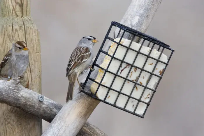 Framed Print : White-crowned Sparrow - eating suet. New Mexico in February Framed Print : White-crowned Sparrow - eating suet. New Mexico in February
