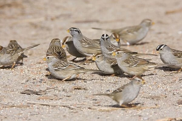 White-crowned Sparrow - flock in winter. New Mexico in February