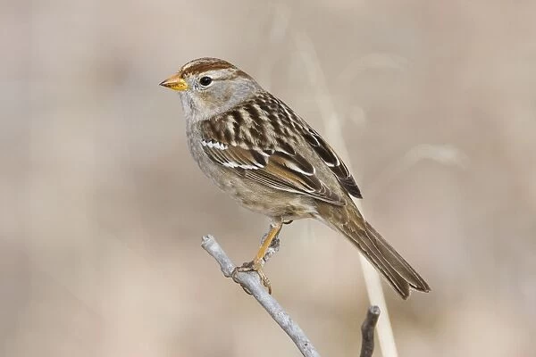 White-crowned Sparrow - immature in winter. New Mexico in February