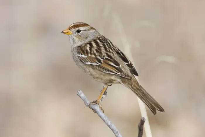 Framed Print : White-crowned Sparrow - immature in winter. New Mexico in February Framed Print : White-crowned Sparrow - immature in winter. New Mexico in February