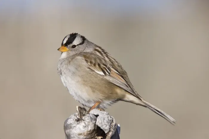 Framed Print : White-crowned Sparrow New Mexico in January Framed Print : White-crowned Sparrow New Mexico in January