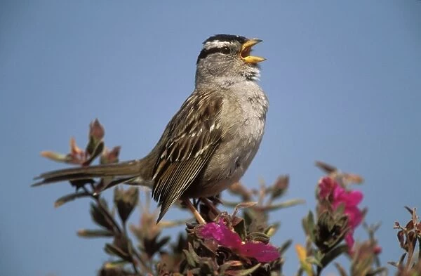 White-crowned Sparrow North America
