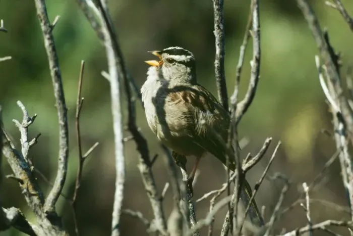 Framed Print : White Crowned Sparrow - singing Framed Print : White Crowned Sparrow - singing