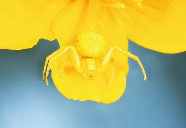 White Death Crab Spider - Spider changes colour to match background for camouflage Yellow variety UK garden