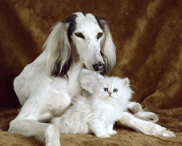 White Dog and Cat