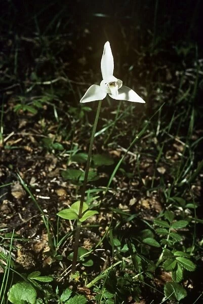 White dog Orchid    /  Fuegian Orchid Magellanis Forest, Agentina