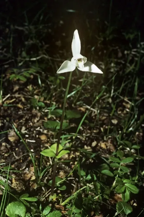 Framed Print : White dog Orchid / Fuegian Orchid Magellanis Forest, Agentina Framed Print : White dog Orchid / Fuegian Orchid Magellanis Forest, Agentina