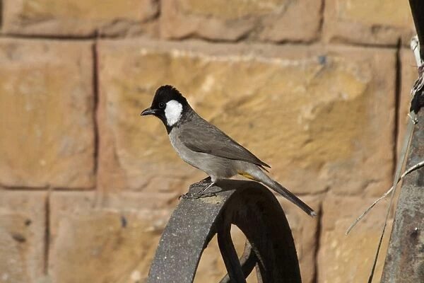 White-eared Bulbul - On perch Found in Pakistan and northwest India where it inhabits dry areas with thorn scrub and some cultivation. Also into city edges. Photographed in Jaisalmer, Rajasthan, India, Asia
