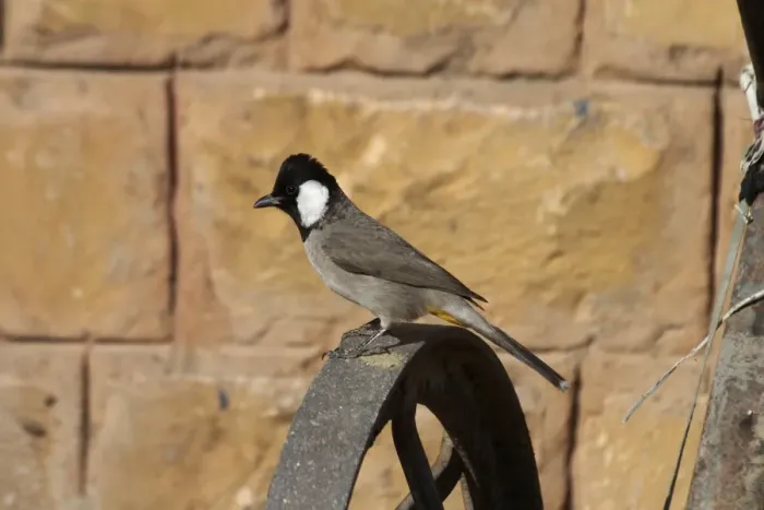 Framed Print : White-eared Bulbul - On perch Found in Pakistan and northwest India where it inhabits dry areas with thorn scrub and some cultivation. Also into city edges. Photographed in Jaisalmer, Rajasthan, India, Asia Framed Print : White-eared Bulbul - On perch Found in Pakistan and northwest India where it inhabits dry areas with thorn scrub and some cultivation. Also into city edges. Photographed in Jaisalmer, Rajasthan, India, Asia