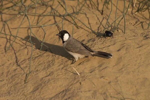 White-eared Bulbul - On sandy ground. Found in Pakistan and northwest India where it inhabits dry areas with thorn scrub and some cultivation. Also into city edges. Photographed in the desert near Sam west of Jaisalmer, Rajasthan, India