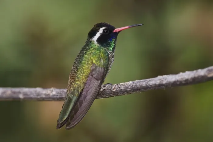 Framed Print : White-eared Hummingbird - adult male, July, Arizona, USA Framed Print : White-eared Hummingbird - adult male, July, Arizona, USA