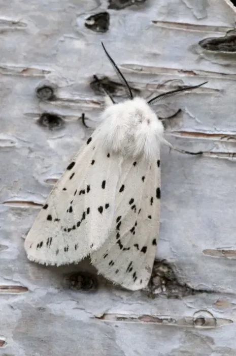 Framed Print : White Ermine - on birch bark - Lincolnshire - England Framed Print : White Ermine - on birch bark - Lincolnshire - England