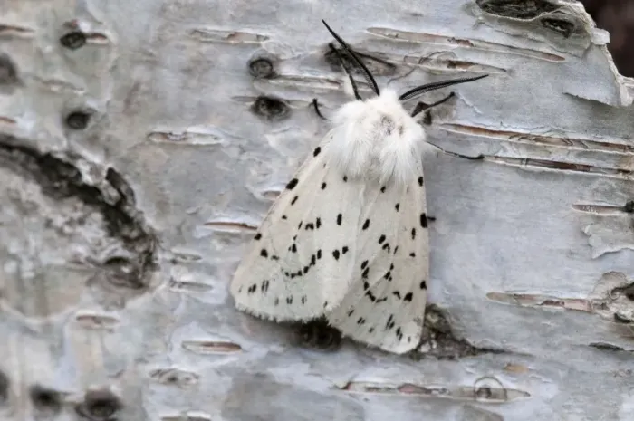 Framed Print : White Ermine - on birch bark - Lincolnshire - England Framed Print : White Ermine - on birch bark - Lincolnshire - England