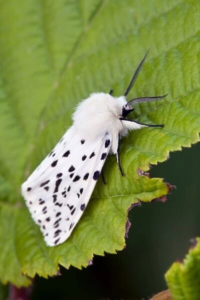 White Ermine Moth - on leaf - UK