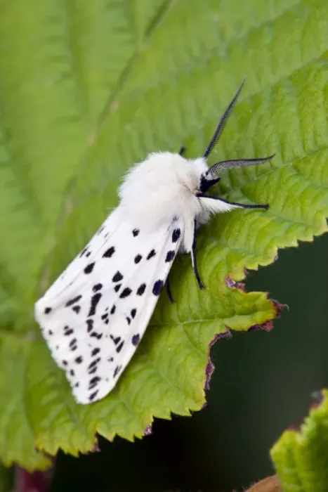 Framed Print : White Ermine Moth - on leaf - UK Framed Print : White Ermine Moth - on leaf - UK