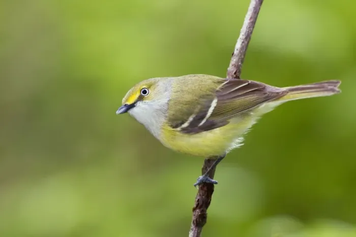 Framed Print : White-eyed Vireo - spring - Connecticut - USA Framed Print : White-eyed Vireo - spring - Connecticut - USA