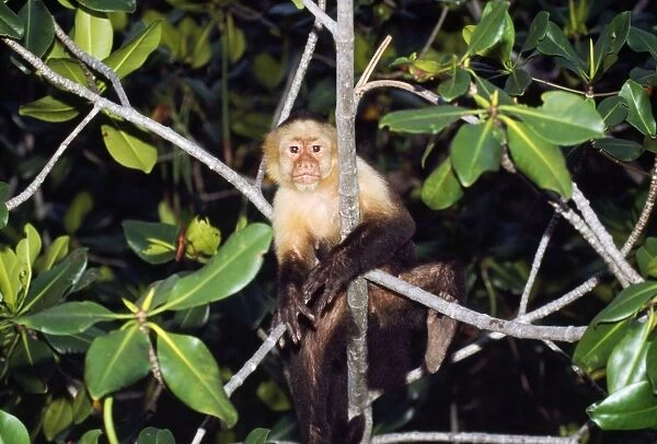 White-faced Capucin Monkey Costa Rica