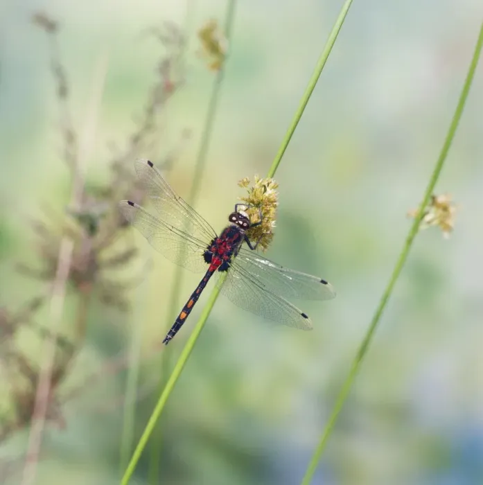 Framed Print : White-faced Dragonfly Male Framed Print : White-faced Dragonfly Male