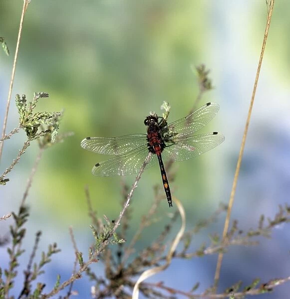 White-faced Dragonfly - male