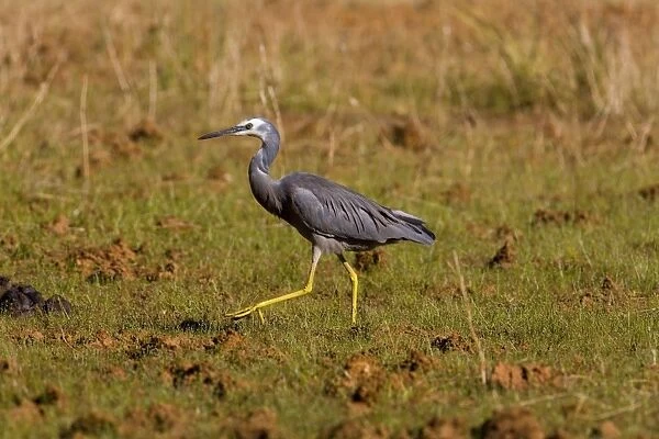 White-faced Heron Foraging on a grassy area near a shallow pool along the Gibb River Road, Kimberley, Western Australia