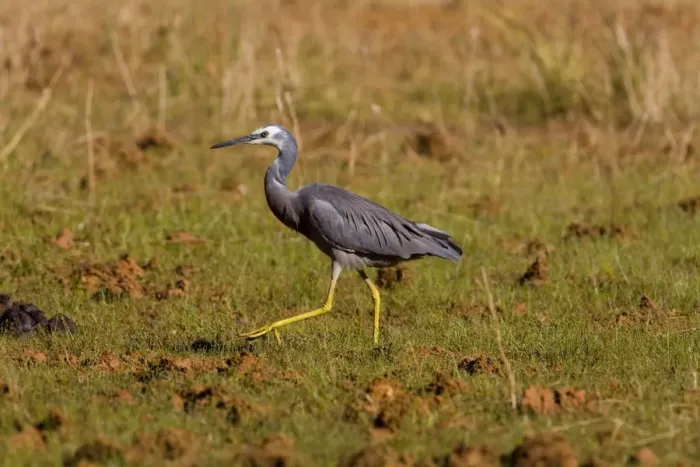 Framed Print : White-faced Heron Foraging on a grassy area near a shallow pool along the Gibb River Road, Kimberley, Western Australia Framed Print : White-faced Heron Foraging on a grassy area near a shallow pool along the Gibb River Road, Kimberley, Western Australia