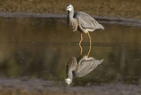 White-faced Heron In Kupungarri sewage pond, Gibb River Road, Kimberley, Western Australia. Common and widespread throughout most of Australia wherever there is suitable wetland or even ephemeral water
