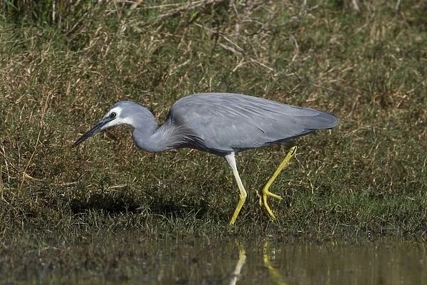 White-faced Heron Found right throughout Australia wherever there are wetlands freshwater and marine. At Mt Barnett water treatment ponds, Gibb River Road, Kimberley, Western Australia