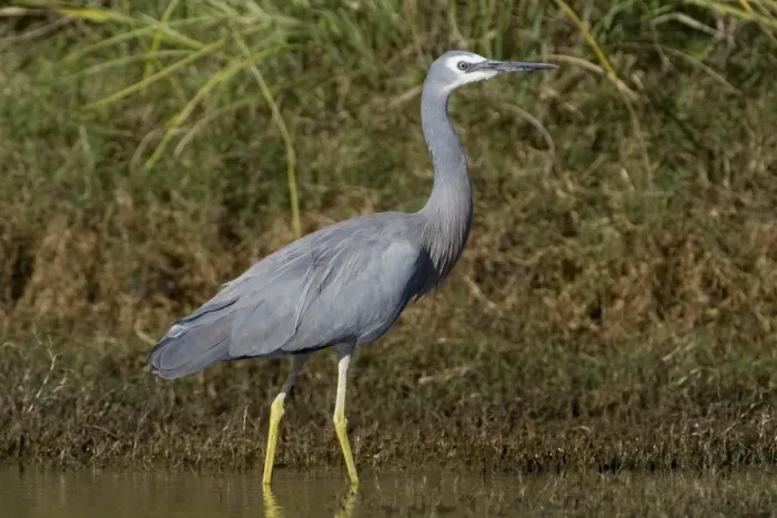 Framed Print : White-faced Heron Found right throughout Australia wherever there are wetlands freshwater and marine. At Mt Barnett water treatment ponds, Gibb River Road, Kimberley, Western Australia Framed Print : White-faced Heron Found right throughout Australia wherever there are wetlands freshwater and marine. At Mt Barnett water treatment ponds, Gibb River Road, Kimberley, Western Australia