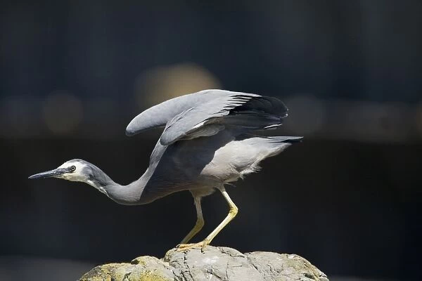 White-faced Heron On rocks at Kaikoura, east coast of the South Island of New Zealand